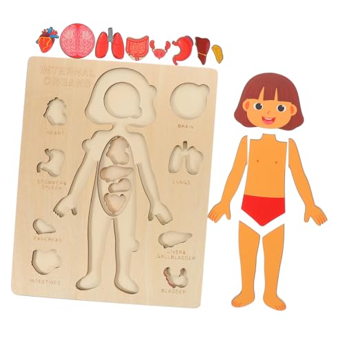 ifundom 1 Set Strukturpuzzle Für Den Menschlichen Körper Körperorgane Spielzeug Für Den Menschlichen Körper Puzzle Für Kinder Erkennungsspielzeug Für Kinder Anatomiemodell Teile des von ifundom