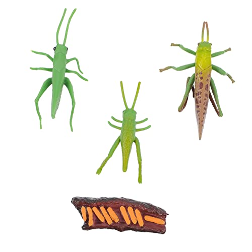 ifundom 1Satz Kreatives Insektenwachstumszyklusmodell Realistische Figuren für Frühe Bildung und Lernspielzeug für Aufmerksamkeit ifundom 1Satz Kreatives Insektenwachstumszyklusmodell Realistische Figuren für Frühe Bildung und Lernspielzeug für Aufmerksamkeit von ifundom