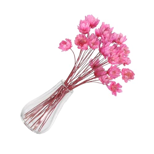 ifundom 2 Stück Miniatur Blumenvasen für Puppenhaus Kleine Glasvasen mit Getrockneten Wildblumen Mini Deko Pflanzen für Puppenhausdeko und Kleine Räume Rosa Mini Blumentopf ifundom 2 Stück Miniatur Blumenvasen für Puppenhaus Kleine Glasvasen mit Getrockneten Wildblumen Mini Deko Pflanzen für Puppenhausdeko und Kleine Räume Rosa Mini Blumentopf von ifundom
