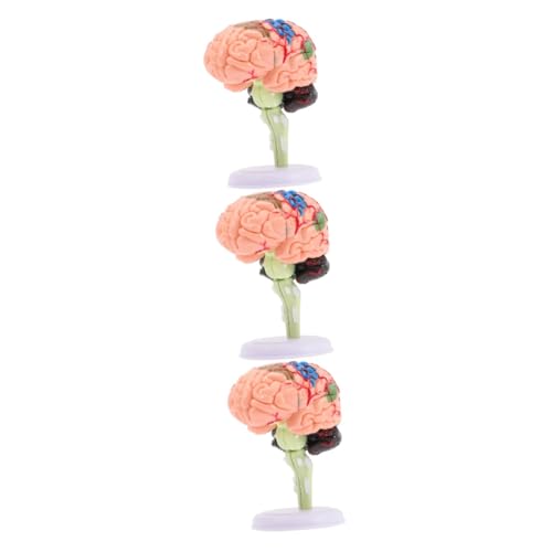 ifundom 3st Gehirnstrukturmodell Modelle Unterrichtsmodell Modell Der Gehirnanatomie Anatomiemodell Gehirnmodell Für Kinder Modell des Menschlichen Gehirns 4d Gebaut Spielzeug PVC von ifundom