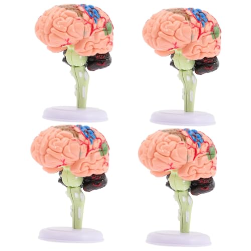ifundom 4 Stück Gehirnstrukturmodell schaufensterpuppe maneküre- Set tatsächl Modelle Präsentationsmodell für das Klassenzimmerstudium Gehirnmodell menschlicher Körper Spielzeug 4d PVC von ifundom