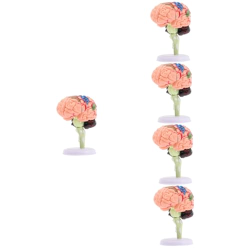 ifundom 5St Gehirnstrukturmodell schaufensterpuppe maneküre- Set schaukästen Arztbedarf Modelle Gehirnmodell für die Neurowissenschaft Modell der Gehirnanatomie Puzzle Spielzeug 4d PVC von ifundom