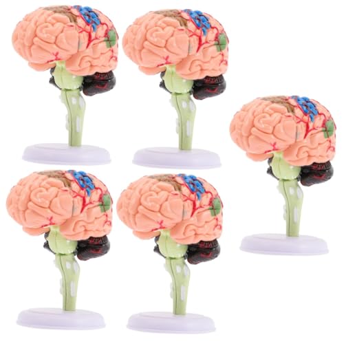 ifundom 5st Gehirnstrukturmodell Modelle Unterrichtsmodell Modell des Menschlichen Gehirns Präsentationsmodell Für Das Klassenzimmerstudium Gehirnmodell Für Kinder Spielzeug PVC 4d Gebaut von ifundom