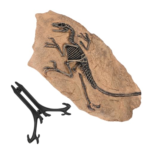 ifundom Dinosaurier Fossil Dekoration Realistische Schreibtisch Spezimen Detailgetreues Modell für Sammler und Lernzwecke Naturgetreues Fossil Ornament für und Bürogestaltung ifundom Dinosaurier Fossil Dekoration Realistische Schreibtisch Spezimen Detailgetreues Modell für Sammler und Lernzwecke Naturgetreues Fossil Ornament für und Bürogestaltung von ifundom