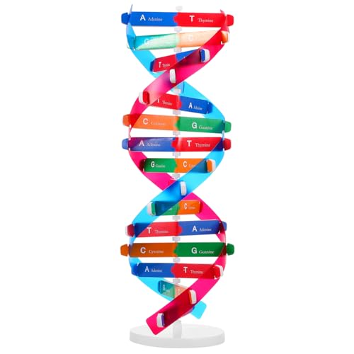 ifundom Doppelhelix DNA Modell Bausatz Selbstmontierendes DNA Ausstellungsstand Für Biologische Lehrmittel Und Lernspielzeug Für Schule Und Wissenschaftsprojekte ifundom Doppelhelix DNA Modell Bausatz Selbstmontierendes DNA Ausstellungsstand Für Biologische Lehrmittel Und Lernspielzeug Für Schule Und Wissenschaftsprojekte von ifundom