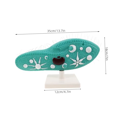 ifundom Paramecium Modell mit Stabilem Ständer Präzise Zellstruktur mit Cilien Verstellbarer Betrachtungswinkel Langlebiges Mikroorganismen-lehrmodell für Biologieunterricht und von ifundom