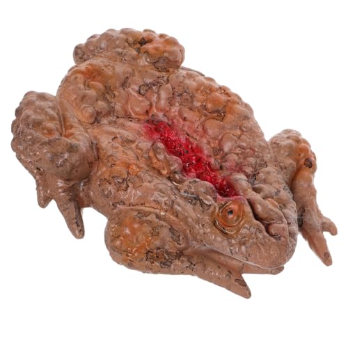 ifundom Realistische Kröte Streich Prop Schreckliche Mahlzeit Box für Halloween Deko Gruselige Kröte Tray mit Zufälligen Blutflecken für Spukhäuser und Horror Partys ifundom Realistische Kröte Streich Prop Schreckliche Mahlzeit Box für Halloween Deko Gruselige Kröte Tray mit Zufälligen Blutflecken für Spukhäuser und Horror Partys von ifundom