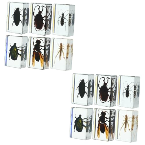 2 Sätze Insektenexemplar Präparierte Insekten Insektensammlung Insektenmuseum Fehler Für Insektenfänger Für Insekten Im Harz Insektenschmuck Transparent 6 Stück * 2 iplusmile von iplusmile