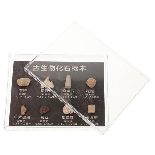 iplusmile 1 Box Fossiles Exemplar Dinosaurier Wissenschaft Geode Steinerne Verzierungen Figuren Paläontologische Verzierung Exemplar Aus Naturstein Ornament Bausatz Lehrreich iplusmile 1 Box Fossiles Exemplar Dinosaurier Wissenschaft Geode Steinerne Verzierungen Figuren Paläontologische Verzierung Exemplar Aus Naturstein Ornament Bausatz Lehrreich von iplusmile