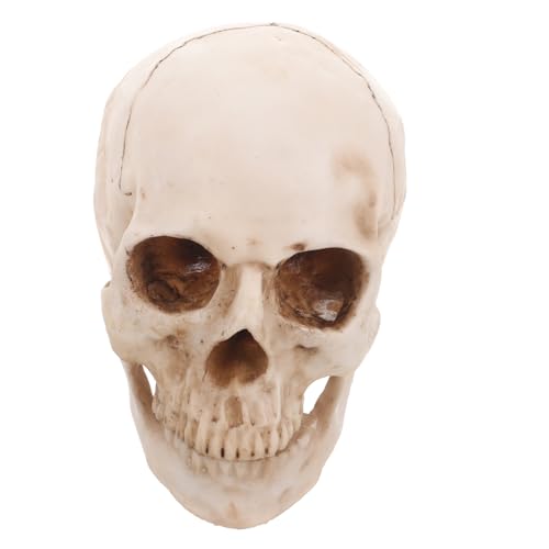 iplusmile 1 Human Skull Modell Aus Resin Anatomisches Lehrmittel Ideal Für Medizinische Zwecke Anatomie Studien Und Halloween Dekoration Realistische Nachbildung Eines Menschlichen iplusmile 1 Human Skull Modell Aus Resin Anatomisches Lehrmittel Ideal Für Medizinische Zwecke Anatomie Studien Und Halloween Dekoration Realistische Nachbildung Eines Menschlichen von iplusmile