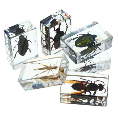 iplusmile 1 Satz Insektenexemplar Insektenprobe Insektenfänger Für Fehler Für Präparierte Insekten Insektensammlung Insektenverzierung Insekten Im Harz Transparent 6st von iplusmile
