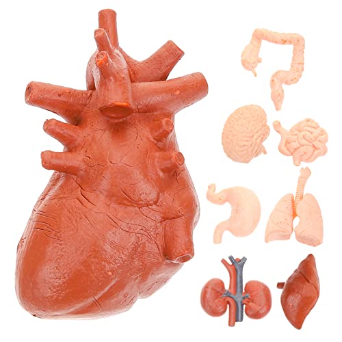 iplusmile 1 Satz Menschliches Organmodell Lungenmodell System Tragbar Netter Körperorganmodell Stütze Werkzeug Unterrichtsmodell Gehirnmodell Orgelprobe Lehrmittel Lebermodell Pvc 8st von iplusmile
