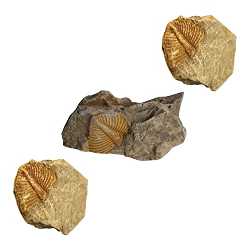 iplusmile 1 Satz Trilobiten- Prähistorische Fossilien Dekorative Fossilien Fossilien-kits Trilobiten-dekoration Leopard Gecko Tank Zubehör Dinosaurier Für Modell 3st von iplusmile