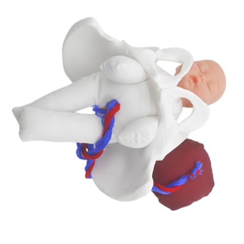 iplusmile 1 Set Anatomisches Beckenmodell: Realistischer Geburtssimulator-becken Für Die Hebammenausbildung in Der Schule Und Die Geburtsdemonstration von iplusmile