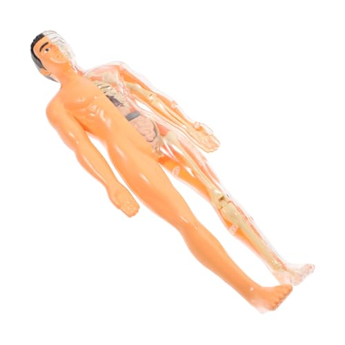 iplusmile 1 Set Menschliches Skelett Menschliches Anatomiemodell Anatomiepuzzle Anatomie Für Jungen Mädchen Teilepuzzle Dreidimensionale Organpuzzles Anatomiemodelle Menschliche Anatomie iplusmile 1 Set Menschliches Skelett Menschliches Anatomiemodell Anatomiepuzzle Anatomie Für Jungen Mädchen Teilepuzzle Dreidimensionale Organpuzzles Anatomiemodelle Menschliche Anatomie von iplusmile