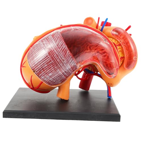 iplusmile 1 Stück Anatomisches Magenmodell aus Lehrhilfe für Unterricht Leicht und Tragbar Realistische Details für Erklärung Magenstruktur für und Bildungseinrichtungen von iplusmile