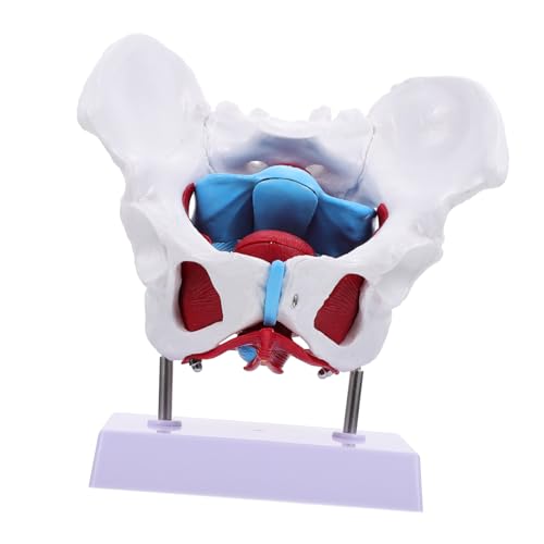 iplusmile 1 Stück Beckenmodell Beckenmodell Für Anatomie Lehrmodell Organe Muskeln Lehrbecken Anatomisches Modell Erziehungswerkzeuge Becken Anatomisches Modell Pvc iplusmile 1 Stück Beckenmodell Beckenmodell Für Anatomie Lehrmodell Organe Muskeln Lehrbecken Anatomisches Modell Erziehungswerkzeuge Becken Anatomisches Modell Pvc von iplusmile