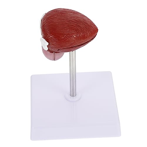 iplusmile 1 Stück Blasenanatomie -modell Anatomisches Modell Der Menschlichen Blase Anatomisches Modell Der Blase Medizinisches Anatomisches Modell Medizinisches Blasenmodell Plastik iplusmile 1 Stück Blasenanatomie -modell Anatomisches Modell Der Menschlichen Blase Anatomisches Modell Der Blase Medizinisches Anatomisches Modell Medizinisches Blasenmodell Plastik von iplusmile