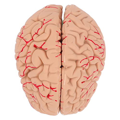 iplusmile 1 Stück Gehirnmodell Lebensechtes Modell Der Gehirnanatomie Anatomiemodell Anatomisches Modell Des Menschlichen Gehirns Display-modell Des Gehirns Schaufensterpuppe Pvc iplusmile 1 Stück Gehirnmodell Lebensechtes Modell Der Gehirnanatomie Anatomiemodell Anatomisches Modell Des Menschlichen Gehirns Display-modell Des Gehirns Schaufensterpuppe Pvc von iplusmile