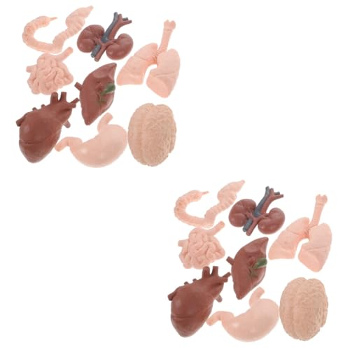 iplusmile 16 Stk menschliches Organmodell menschliches Lehrmittel Spielzeug für Kinder Werkzeug Babyspielzeug Lehrhilfe künstliches menschliches Organ Haupt Requisiten Unterrichtsmaterialien von iplusmile