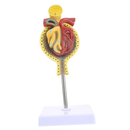 iplusmile 1Stk Glomeruläres Modell Nierenkörpermodell Nierenkörper-Unterrichtsmodell medizinisches Glomerulus-Modell anzeigen Nierenmodell Modelle menschliches Glomerulus-Modell mit basis von iplusmile