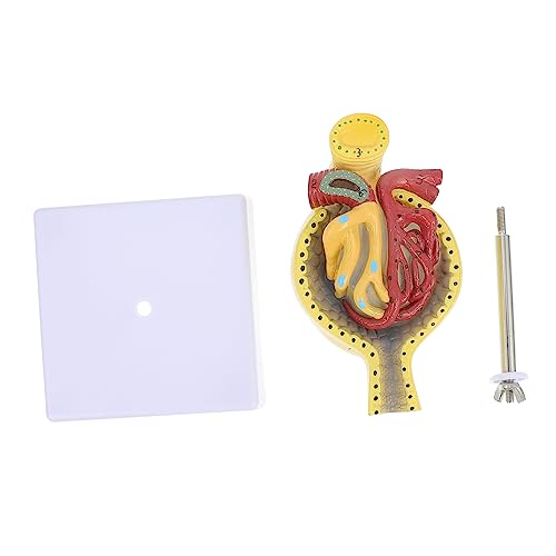 iplusmile 1Stk Glomeruläres Modell menschlich Modell der Nierenanatomie Spiel Nierenkörpermodell Nierenkörper-Unterrichtsmodell Glomerulus medizinisches Modell Glomerulus-Modell anzeigen PVC von iplusmile