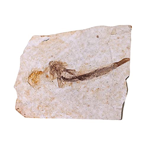 iplusmile 1stück Paläontologisches Fischfossil Wissenschafts-dekoration Für Bildung Laborbedarf Für Unterricht Und Kinderzimmer-deko Stilvoll Und Lehrreich Ohne Sockel von iplusmile