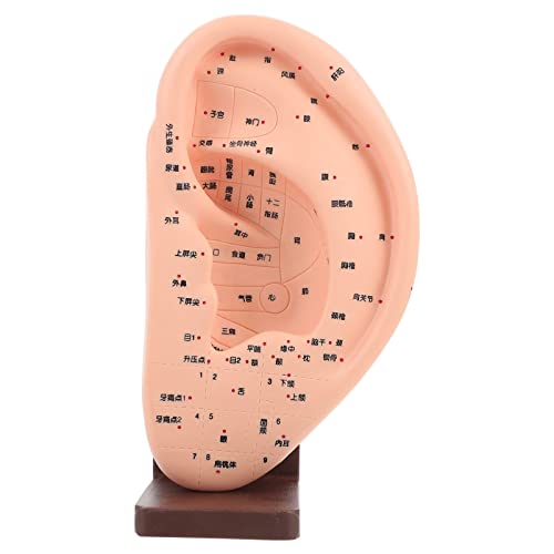 iplusmile Ohrmodell Mit Sockel Human- Ohr- Akupunktur- Modell mit Basis- Anatomischem Ohrmodell mit Akupunkturpunkten Unterrichtshilfen Ohrmassage-Akupunkturpunktmodell von iplusmile