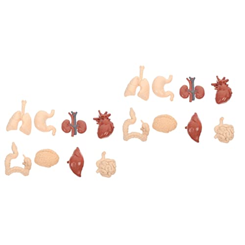 iplusmile 2 Sets Lehrmittel Modell Anatomie Kreative Menschliche Organe Spielzeug Für Schüler Schulbedarf iplusmile 2 Sets Lehrmittel Modell Anatomie Kreative Menschliche Organe Spielzeug Für Schüler Schulbedarf von iplusmile