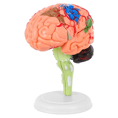 iplusmile 2 Stk Experimentelle Lehrmedizin Modell Der Menschlichen Anatomie Anatomisches Modell Gehirnmodell Modell Des Menschlichen Körpers Wissenschaftliches Modell Spielzeug 4d Gebaut Pvc von iplusmile