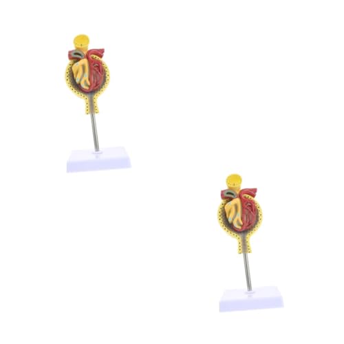 iplusmile 2 Stk Glomeruläres Modell Anatomiemodell Spiel Herzmodell Nierenmodell Nierenkörpermodell Nierenkörper-Unterrichtsmodell Glomerulus-Modell mit Sockel normales Glomerulus-Modell PVC von iplusmile