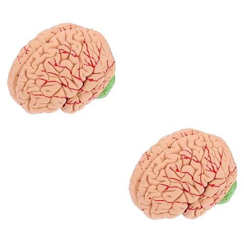 iplusmile 2 Stk Modell der Gehirnanatomie Arterien-Venen-Modell aus Kunststoff Rack für medizinische Gehirnmodelle Anatomisches Gehirnmodell Gehirn Lehrmodell schaufensterpuppe Puzzle Probe von iplusmile