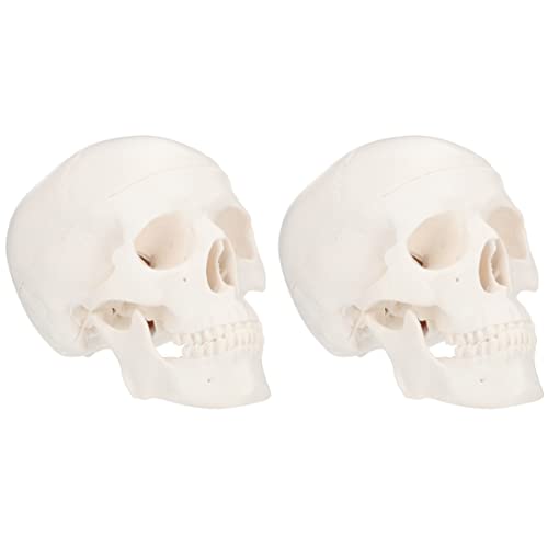 iplusmile 2 Stk Schädel Modell Skeletthand Skelett-halloween-dekoration Riesiges Skelett Skelette Skelett- Großer Realistisch Skelett Hund Plastik Weiß iplusmile 2 Stk Schädel Modell Skeletthand Skelett-halloween-dekoration Riesiges Skelett Skelette Skelett- Großer Realistisch Skelett Hund Plastik Weiß von iplusmile