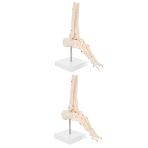 iplusmile 2 Stück Fußanatomie Skelett Mini Hand Menschliches Organ Poster Anatomiemodell Molekülmodell Anatomie Schädelmodell Modelle Sprunggelenkmodell Fußknochenmodell iplusmile 2 Stück Fußanatomie Skelett Mini Hand Menschliches Organ Poster Anatomiemodell Molekülmodell Anatomie Schädelmodell Modelle Sprunggelenkmodell Fußknochenmodell von iplusmile