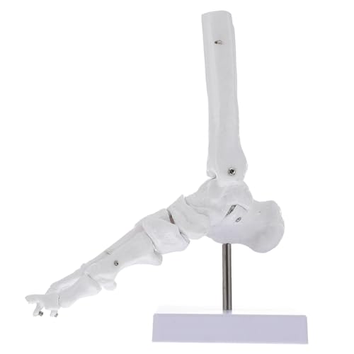 iplusmile 2St Menschlicher Knöchel unterricht Wissenschaftlicher Skelettfuß Sprunggelenk modell Fußgelenkmodell Skelettmodell Fußgelenk Modelle plastisches anatomisches Modell Base Fußmodell von iplusmile