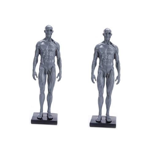 iplusmile 2St männliches Modell sehhilfe körpermodell Muskelmodell Modelle anatomisches Modell Biologie Demonstrationsmodell Muskelstrukturmodell menschlicher Körper Material von iplusmile