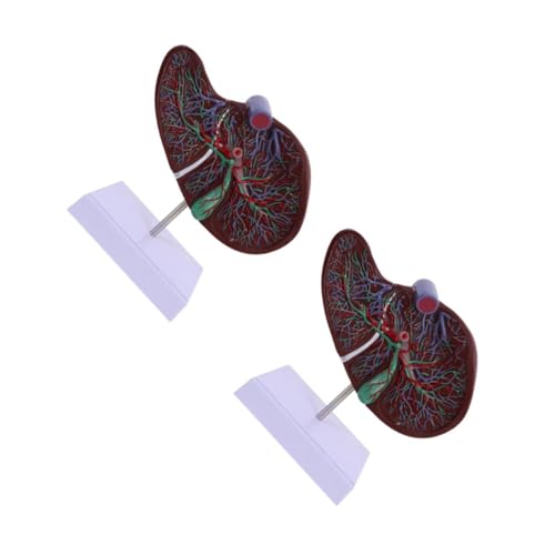 iplusmile 2st Anatomisches Modell Der Leber Menschlich Formel Anatomiemodell Des Skeletts Lebergesundheit Wissenschaftsmodell Herzmodell Wissenschaftlich Körper Kabeljau Modelle Plastik von iplusmile