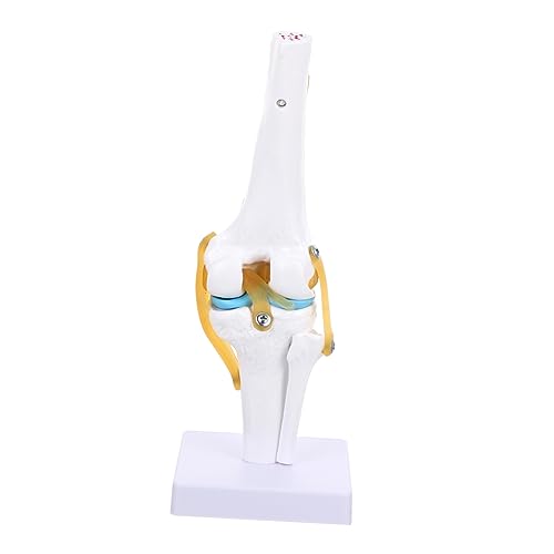 iplusmile 2st Gemeinsames Modell Puppe Menschliches Skelettmodell Knie Modell Knie Anatomiemodell Menschliche Anatomie Für Kinder Kniegelenk Anatomiemodell Mannequin Echte Person Pvc von iplusmile