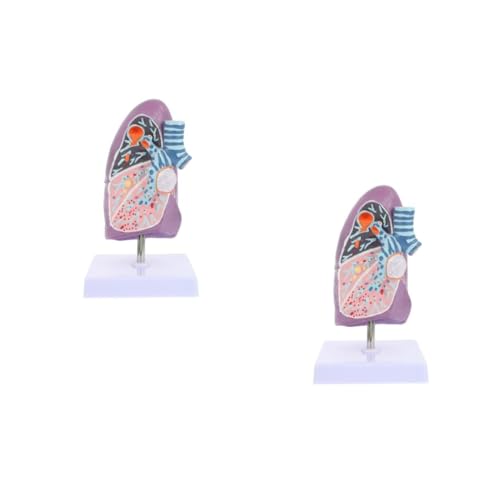 iplusmile 2st Modell Einer Erkrankten Lunge Modell Der Lungenanatomie Medizinisches Respiratorisches Lungenmodell Anatomisches Modell Lebendiges Respiratorisches Lungenmodell Plastik iplusmile 2st Modell Einer Erkrankten Lunge Modell Der Lungenanatomie Medizinisches Respiratorisches Lungenmodell Anatomisches Modell Lebendiges Respiratorisches Lungenmodell Plastik von iplusmile