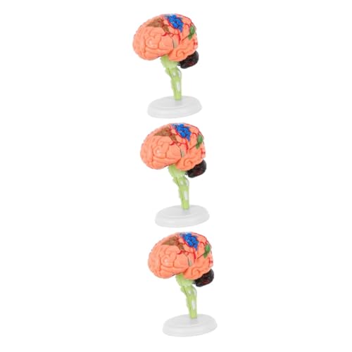 iplusmile 3 Stk Experimentelle Lehrmedizin Gehirnmodell Anatomie 3d-modell Lehrmittel Anatomisches Modell Des Gehirns Modell Des Menschlichen Gehirns Mannequin 4d Pvc Spielzeug Abnehmbar von iplusmile