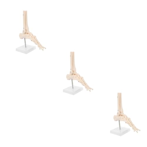iplusmile 3 Stk Fuß Anatomie Fußgelenkmodell Fußknochenmodell anatomisches Fußmodell PVC menschliches Skelettmodell Modelle Sprunggelenk modell plastisches anatomisches Modell Füße von iplusmile