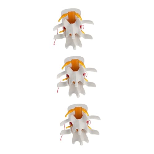 iplusmile 3 Stk Wirbelsäulenmodell rückenhalter rückenknaker spine Männchen Modell des menschlichen Körpers Modelle Modell der Wirbelsäulenanatomie Modell der Lendenwirbelsäulenanatomie PVC von iplusmile