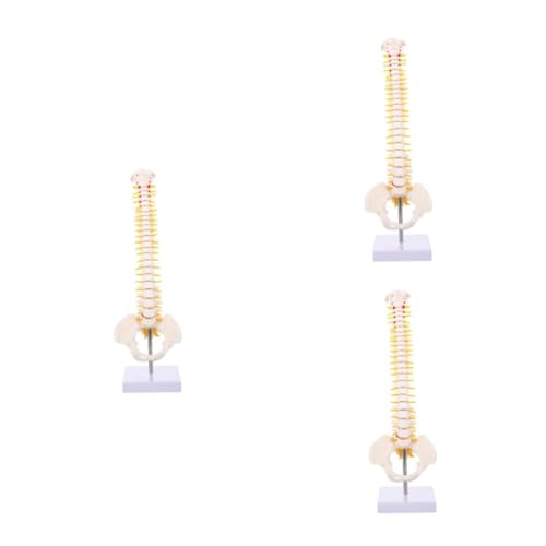 iplusmile 3 Stk Wirbelsäulenmodell Wirbelsäule Und Modell Skelett Für Anatomie Lehrmodelle Für Den Menschlichen Körper Menschliches Modell Menschlicher Schädel Anatomie Skelett Sitz Weiß Pvc iplusmile 3 Stk Wirbelsäulenmodell Wirbelsäule Und Modell Skelett Für Anatomie Lehrmodelle Für Den Menschlichen Körper Menschliches Modell Menschlicher Schädel Anatomie Skelett Sitz Weiß Pvc von iplusmile