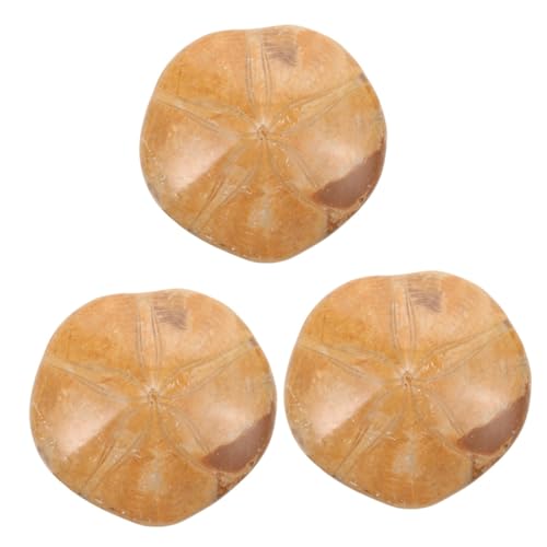 iplusmile 3 Stück fossiles Exemplar fossilien sammeltassen eincremehilfe decor verkleidung nur Walhai für Meerestiere alt groß natürlicher Seestern Seestern- Seestern-Ornament iplusmile 3 Stück fossiles Exemplar fossilien sammeltassen eincremehilfe decor verkleidung nur Walhai für Meerestiere alt groß natürlicher Seestern Seestern- Seestern-Ornament von iplusmile