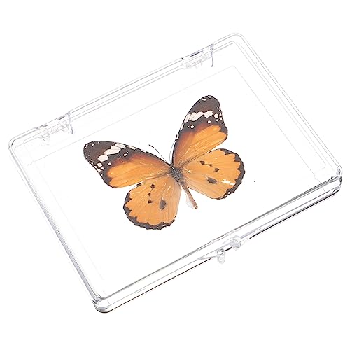 iplusmile 3St Schmetterlings-Exemplar Desktop-Dekoration für den Haushalt kinder spielset insektenbox insekten box Wohnkultur Kinderspielzeug Exemplar zum Aufhängen an der Wand Probenrahmen von iplusmile