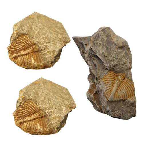 iplusmile 3St Trilobiten- Gliederfüßer Trilobit Zubehör für Reptilien Edelstein Bausatz Prähistorische Fossilien Dekorative Fossilien Lehrexemplar Trilobiten-Requisiten lehrreich von iplusmile