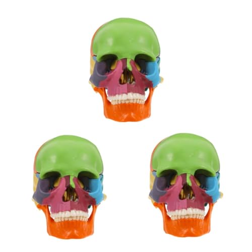 iplusmile 3st Schädelmodell Dämpferscharnier Skulptur Modell Werkzeuge Des Menschlichen Körpers Abnehmbares Modell Schädelwerkzeuge Komponentenmodell Anatomisches Diagrammmodell Plastik iplusmile 3st Schädelmodell Dämpferscharnier Skulptur Modell Werkzeuge Des Menschlichen Körpers Abnehmbares Modell Schädelwerkzeuge Komponentenmodell Anatomisches Diagrammmodell Plastik von iplusmile