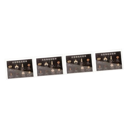 iplusmile 4 Kisten fossiles Exemplar Wissenschaft Geode Dinosaurier zähne Fossilienexemplare Ausstellung fossiler Exemplare Fossiles Meteoritenzahnexemplar Lehrmittel Sammelprobe von iplusmile