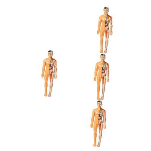 iplusmile 4 Stück Menschliches Organmodell Mannequin Modell Der Menschlichen Anatomie Anatomisches Montagemodell Menschliches Modell Rätsel Menschlicher Körper Einstellen Kind Plastik von iplusmile