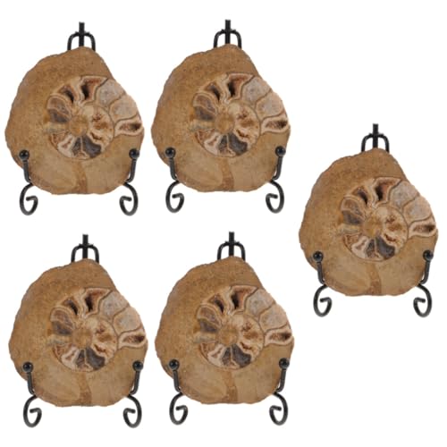iplusmile 5St Ammonitenfossil unimate uniqone unikal Ammoniten-Ornament Schulprojekt Modelle Ornament Modelle zur Dekoration Ammonitenmodelle für den Tisch Ammoniten- für den Tisch iplusmile 5St Ammonitenfossil unimate uniqone unikal Ammoniten-Ornament Schulprojekt Modelle Ornament Modelle zur Dekoration Ammonitenmodelle für den Tisch Ammoniten- für den Tisch von iplusmile